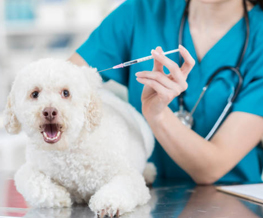 dog vaccinations in South Riding