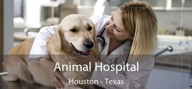 Animal Hospital Houston - Texas